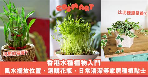 蘭花風水2023 香港水種植物